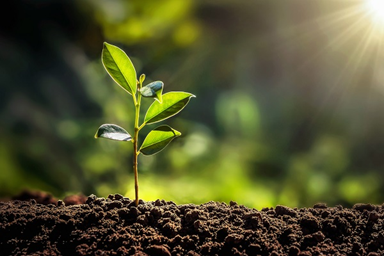 Rights For The Plant Variety
